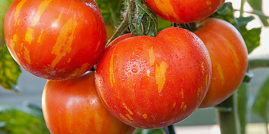 Tigerella-tomaatti Tigerella tomato