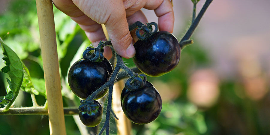 Musta kirsikkatomaatti Black cherry