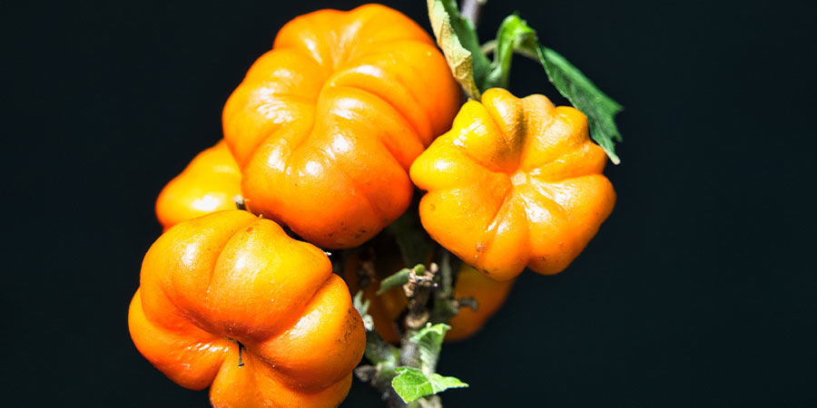 Kurpitsa tikussa Pumpkin On A Stick