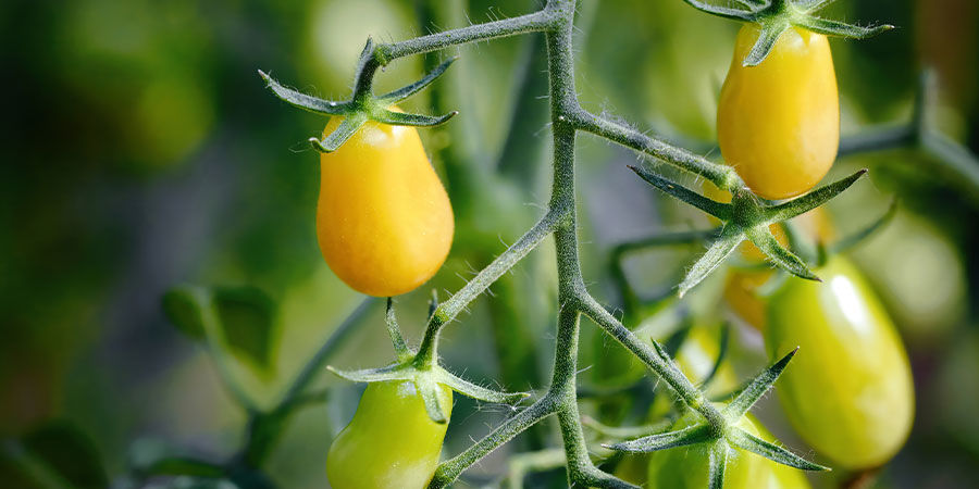 Yellow Pear Cherry Tomato Yellow Pear Cherry Tomato