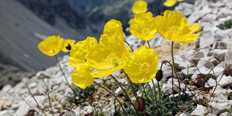 Alppiunikk o (Papaver Alpinum) Alppiunikk o (Papaver Alpinum)