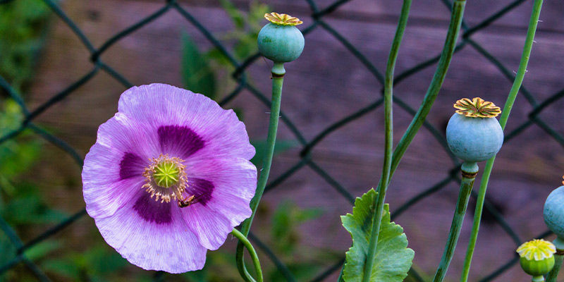 Opiumunikko (Papaver somniferum) Opium Poppy (Papaver Somniferum)
