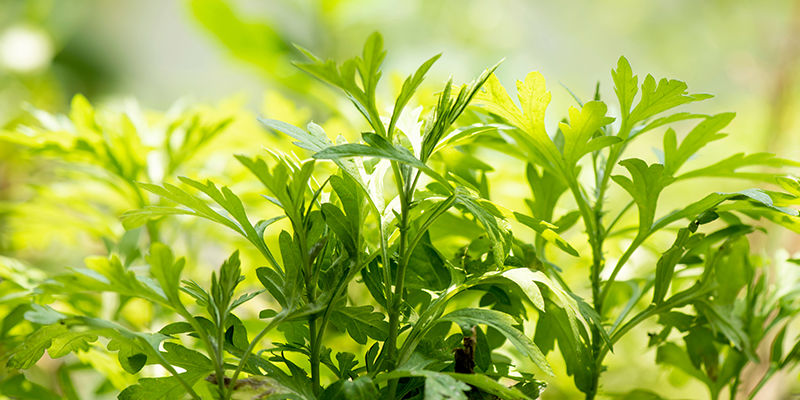 Mitä uniyrtit ovat What Are Dream Herbs