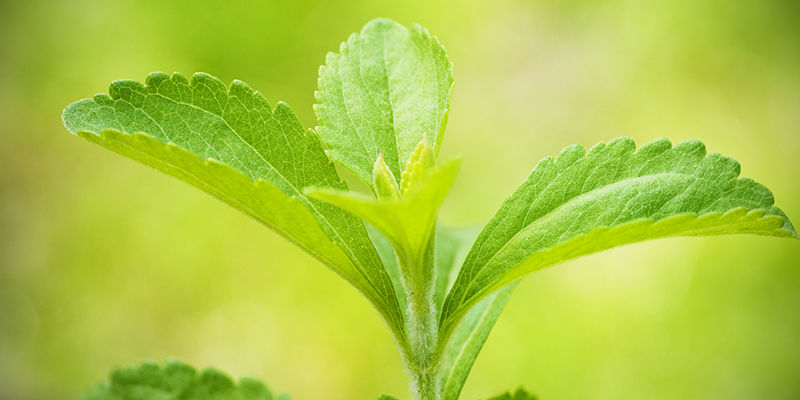 Stevia: Arvokas lisä puutarhaan ja ruokavalioon Stevia: A Worthy Addition To Your Garden And Diet