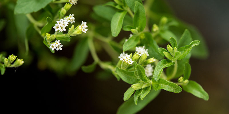 Mikä on stevia? Mikä on stevia?