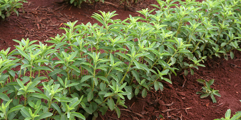 Mistä stevia on peräisin? Mistä stevia on peräisin?