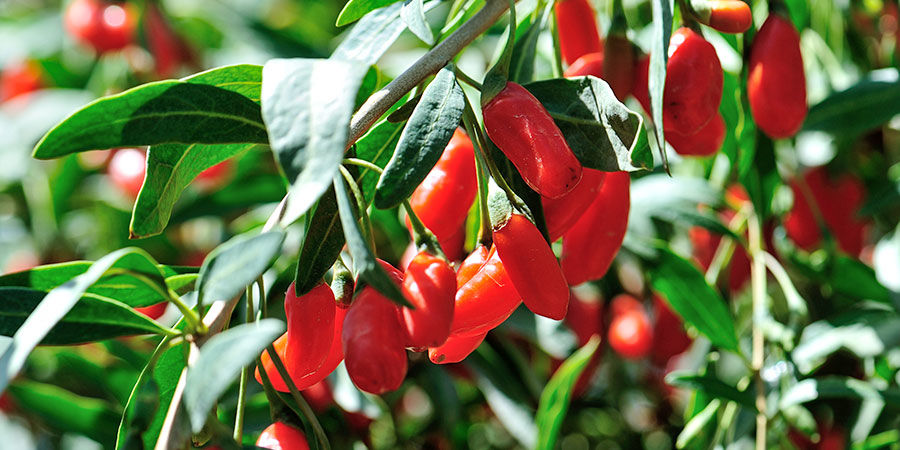 Goji-marjat Goji-marjat