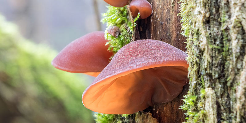 Wood Ear Mushroom / Juudan korva Wood Ear Mushroom / Juda's Ear