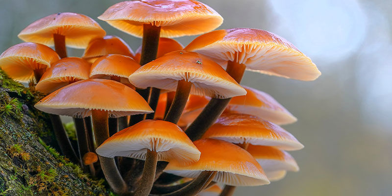 Enoki-sienet Enoki Mushrooms