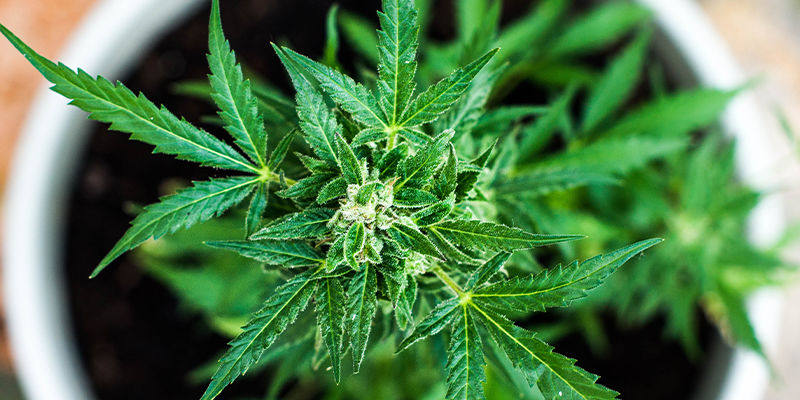 Kuinka ehkäistä HpLV:tä kannabiksessa Kuinka ehkäistä HpLV:tä kannabiksessa
