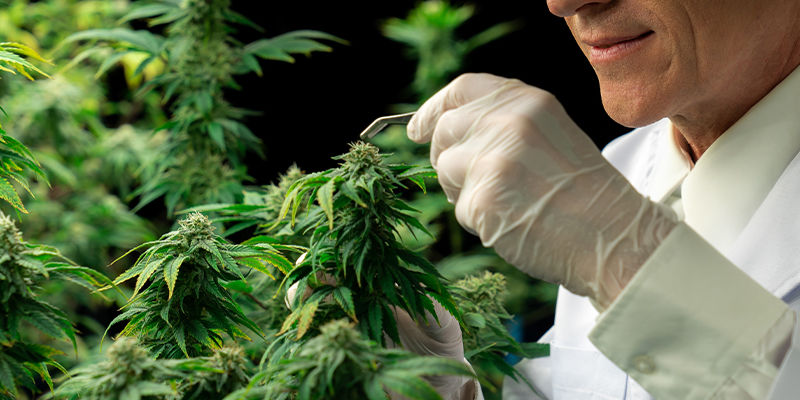 Kuinka hoitaa HpLV:tä kannabiskasveissa Kuinka hoitaa HpLV:tä kannabiskasveissa