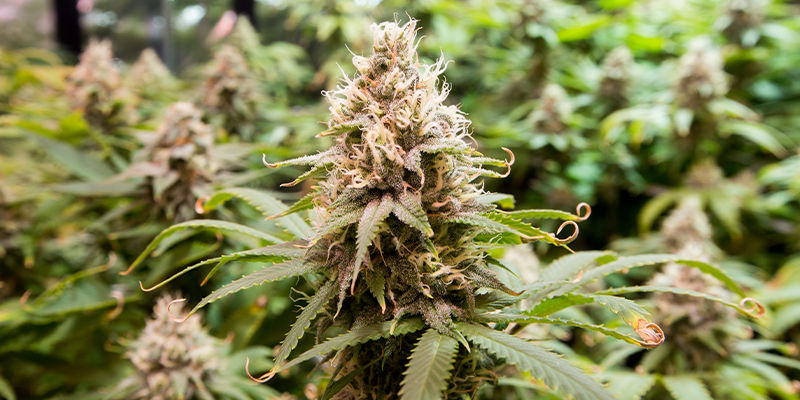 Mitä kannabiksen tetraploidit ovat? Mitä kannabiksen tetraploidit ovat?