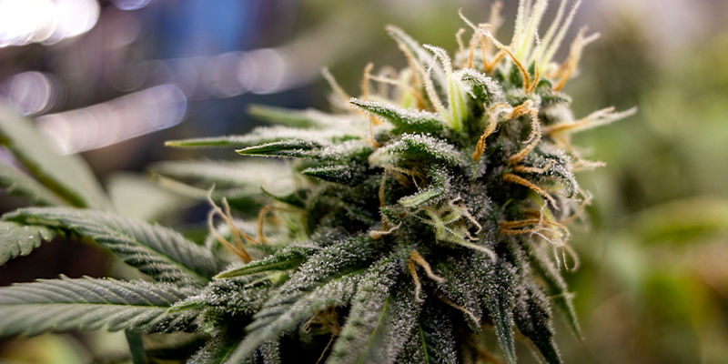 Mitä triploidit ovat kannabiksessa? Mitä triploidit ovat kannabiksessa?
