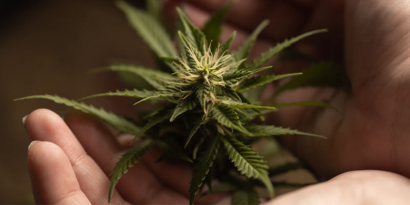Miksi tetraploidit ja triploidit voivat mullistaa kannabiksen jalostuksen Miksi tetraploidit ja triploidit voivat mullistaa kannabiksen jalostuksen