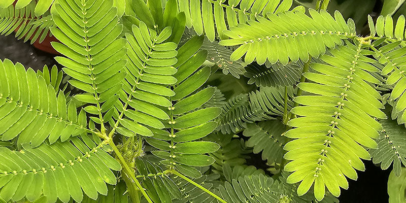 Herkkäkasvi Sensitive Plant