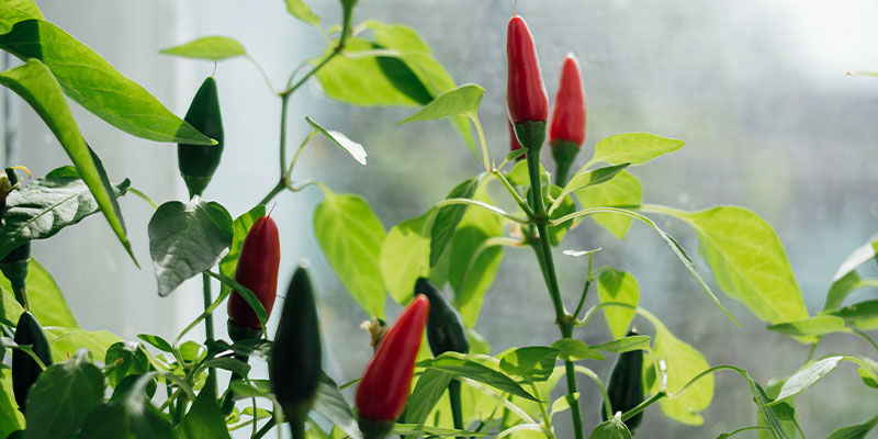 Dwarf Pepper Dwarf Pepper
