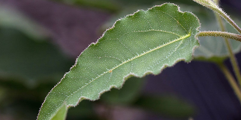 Sitruunantuoksuinen eukalyptus Sitruunantuoksuinen eukalyptus