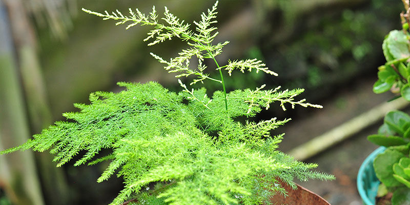 Asparagus Fern Asparagus Fern
