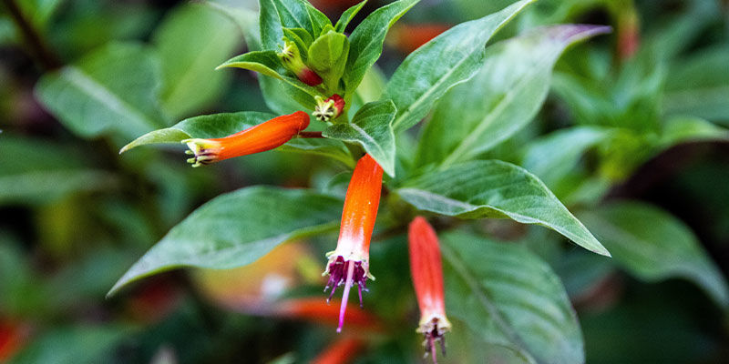 Sikarikasvi Cigar Plant