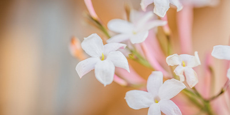 Jasmine Jasmine