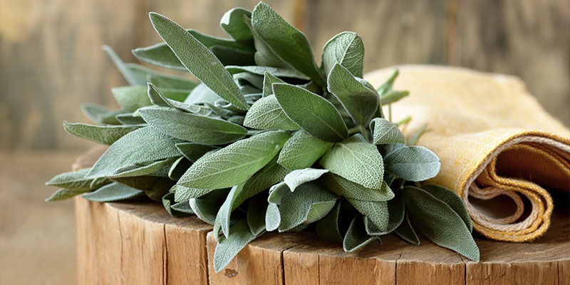 Salvia Salvia