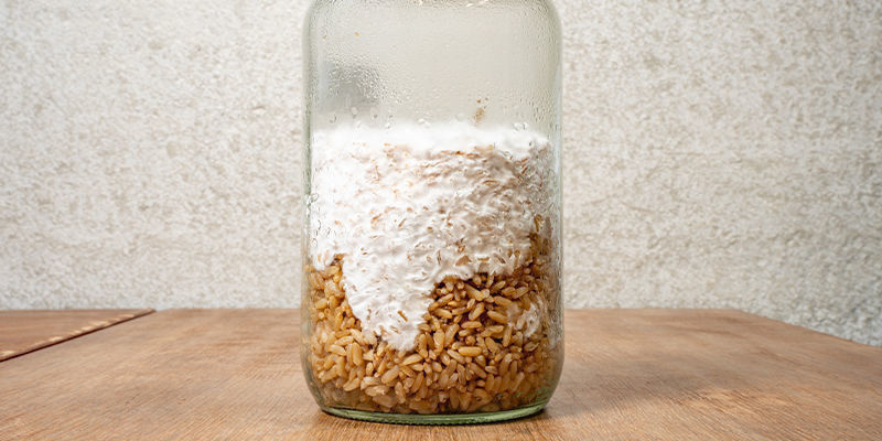 Anna rihmaston muodostua Let the mycelium form