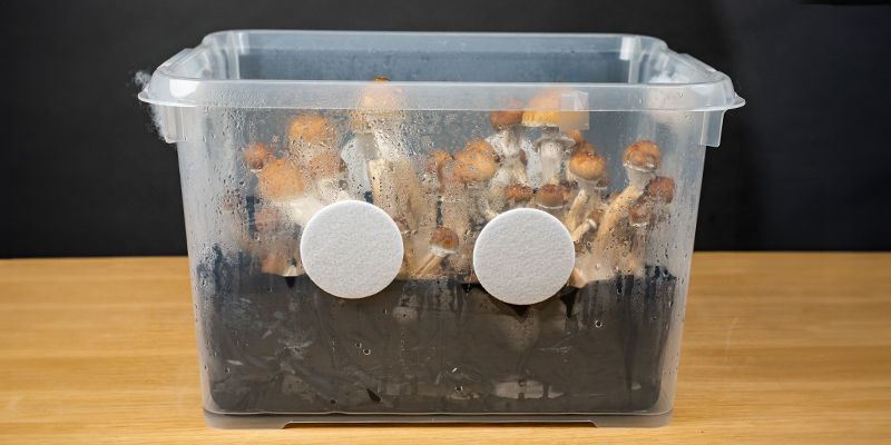 Mikä on monotub? Mikä on monotub?