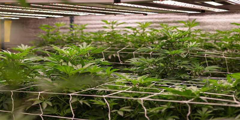 NFT-hydroponiikalla kasvatetun kannabiksen hyödyt NFT-hydroponiikalla kasvatetun kannabiksen hyödyt