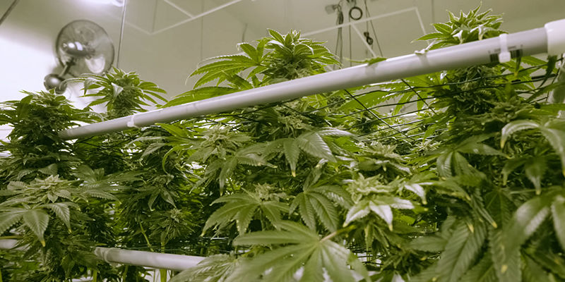 Kuinka rakentaa kannabikselle NFT-hydroponinen järjestelmä Kuinka rakentaa kannabikselle NFT-hydroponinen järjestelmä