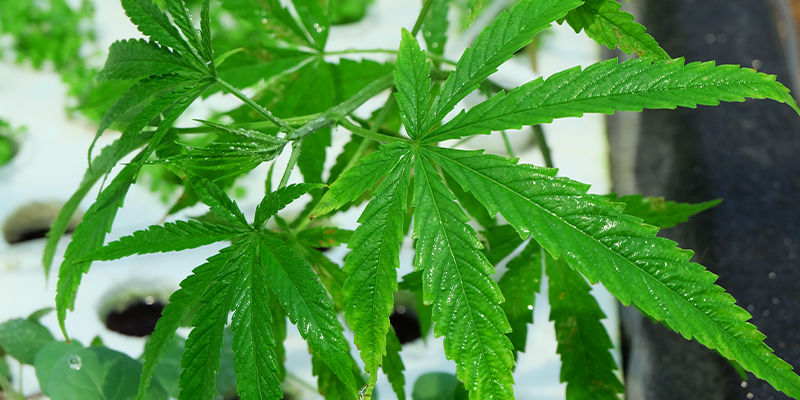 Mikä hydroponinen järjestelmä sopii parhaiten kannabikselle? Mikä hydroponinen järjestelmä sopii parhaiten kannabikselle?