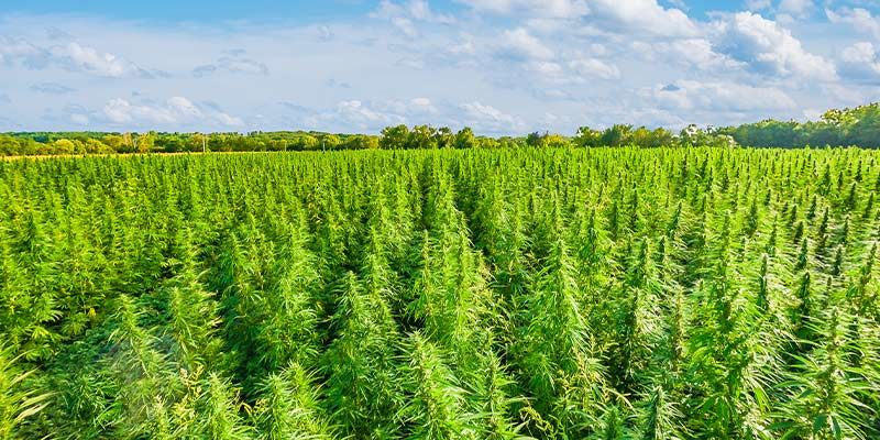 Kannabisalan maailmanennätykset Kannabisalan maailmanennätykset