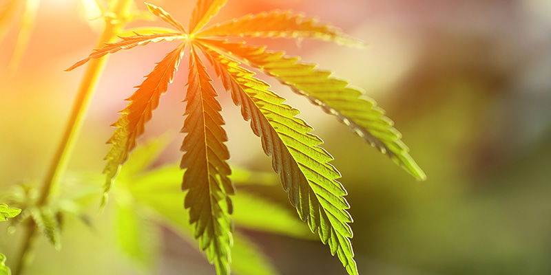 Kannabis rikkoo ennätyksiä ympäri maailmaa Kannabis rikkoo ennätyksiä ympäri maailmaa