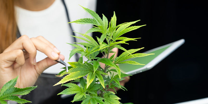 Minkä ennätyksen kannabisala rikkoo seuraavaksi? Minkä ennätyksen kannabisala rikkoo seuraavaksi?