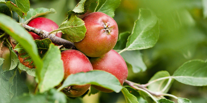 Omenat Apples