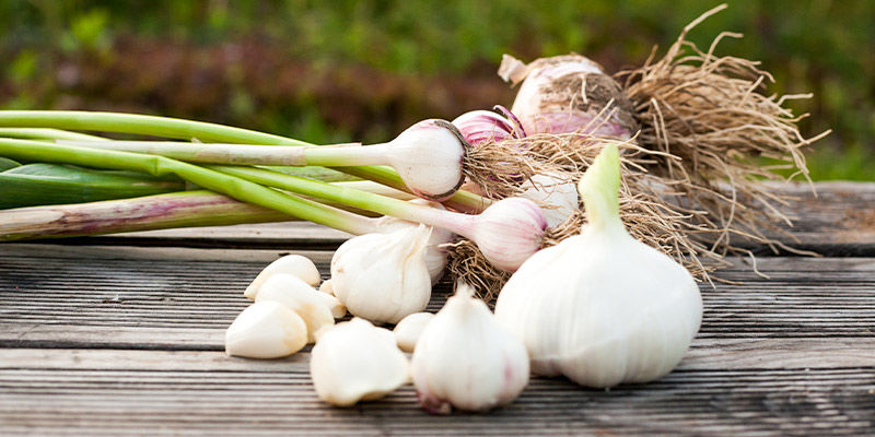 Valkosipuli Garlic