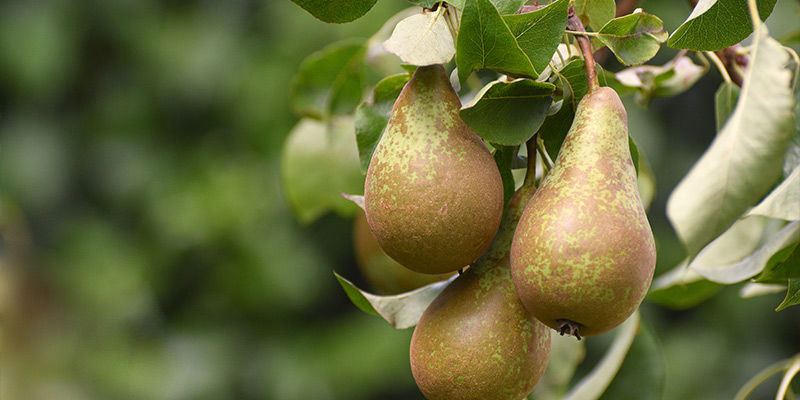 Päärynät Pears