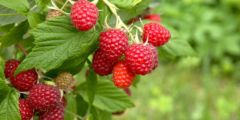 Vadelmat Raspberries