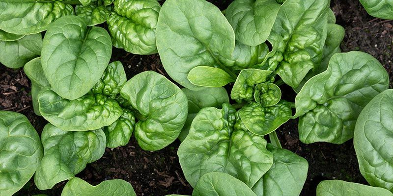Pinaatti Spinach