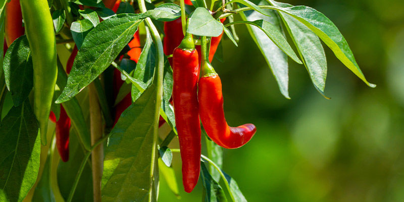 Chillies/Peppers Chillies/Peppers