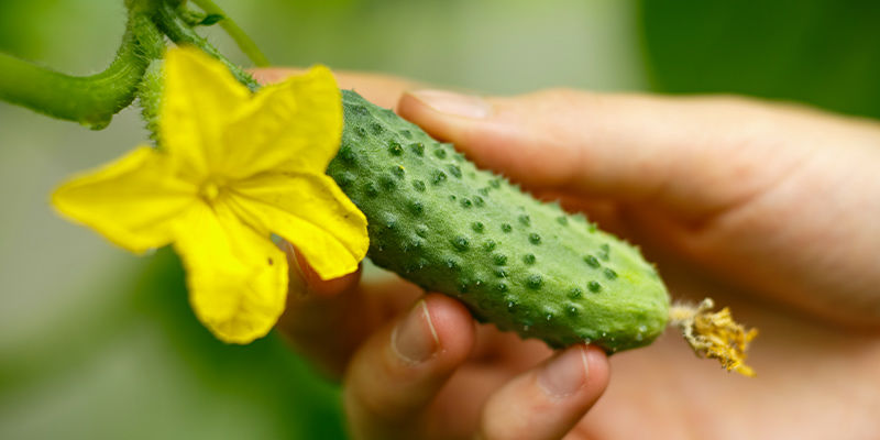 Cucumber Cucumber