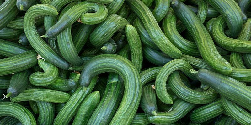 Mahdolliset kasvien ongelmat Possible Plant Problems