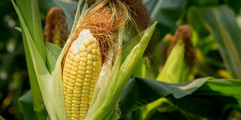 Sweetcorn Sweetcorn