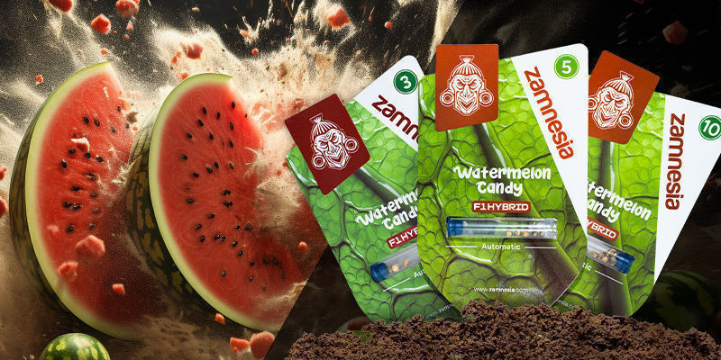 Watermelon Candy F1 -hybridi Autoflower Watermelon Candy F1 Hybrid Automatic
