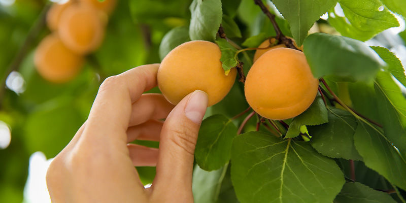 Aprikoosit Apricots