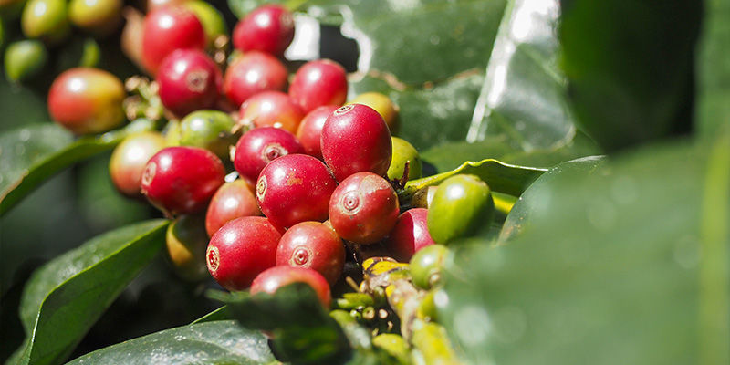 Kahvi Coffee