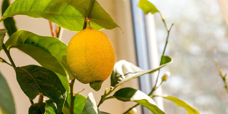 Sitruuna Lemon
