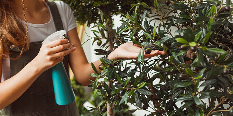 Oliivit Olives