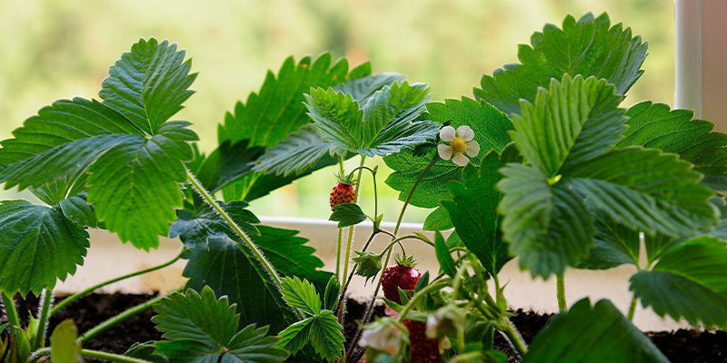 Mansikat Strawberries