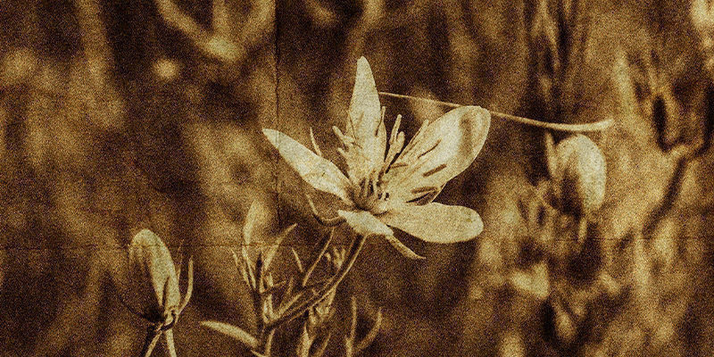 Peganum harmala -kasvin historia Peganum harmala -kasvin historia