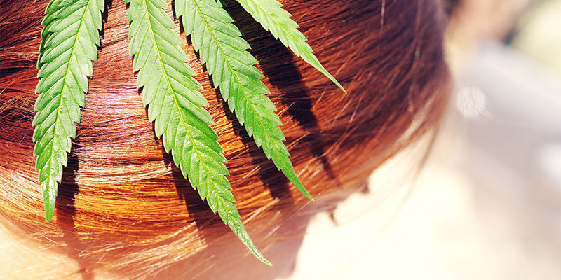 Aiheuttaako kannabiksen käyttö hiusten kasvua vai lähtöä? Aiheuttaako kannabiksen käyttö hiusten kasvua vai lähtöä?